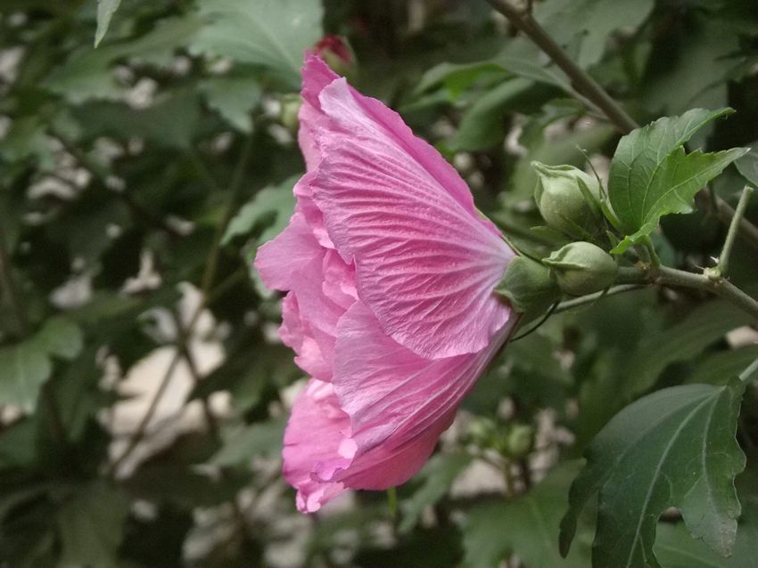 点击大图看下一张：木槿花开美