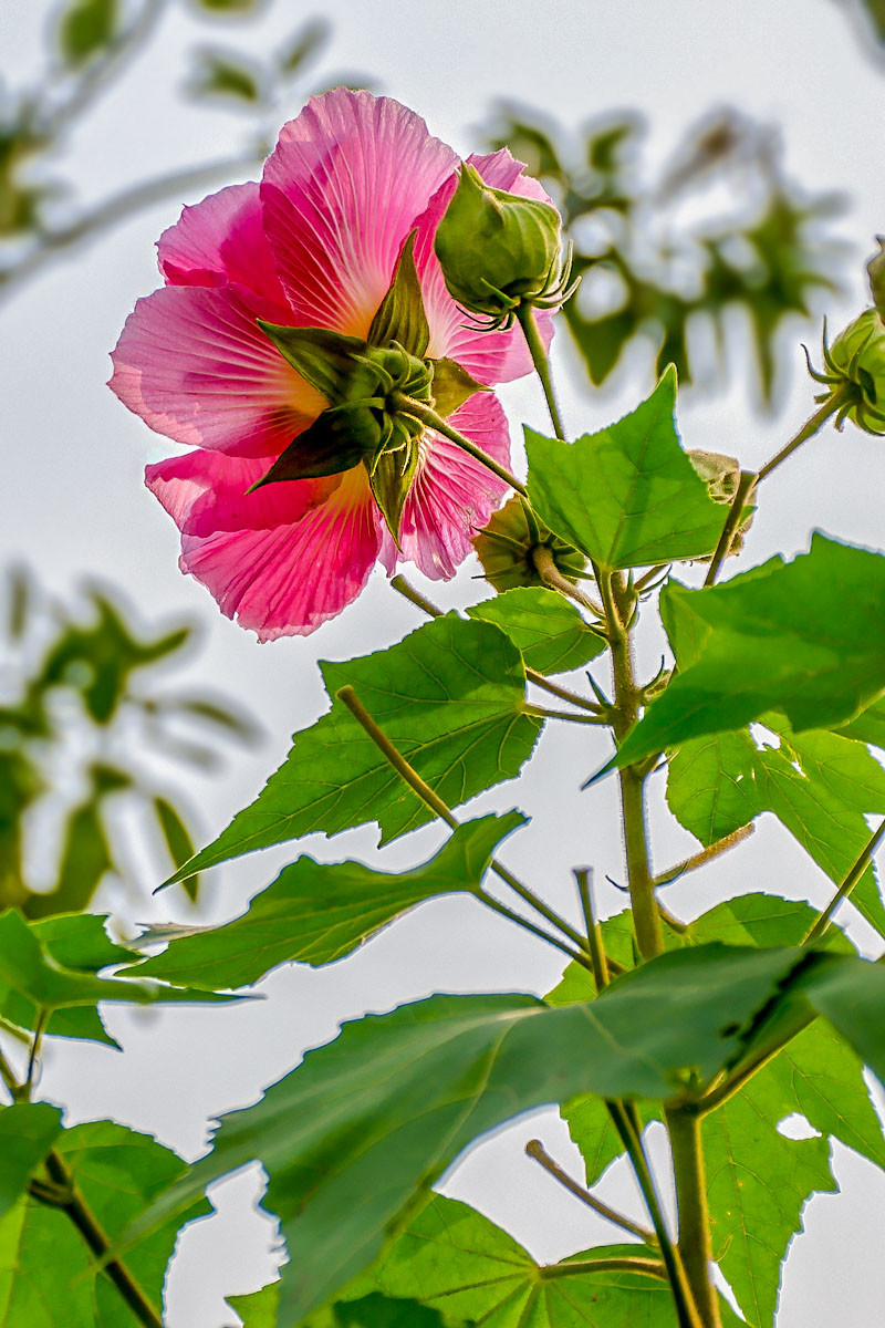 点击大图看下一张：木槿花开庆国庆