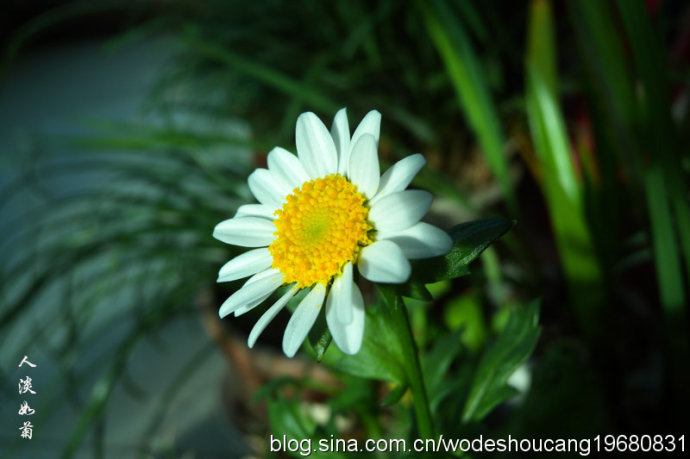 点击大图看下一张：冬之恋白晶菊