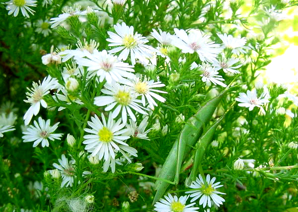 点击大图看下一张：花中君子白晶菊