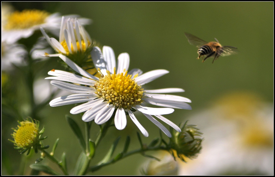 点击大图看下一张：蜜蜂和白晶菊