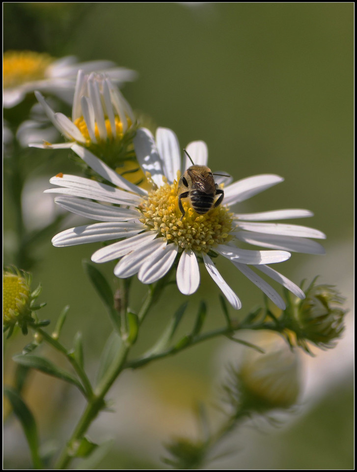 点击大图看下一张：蜜蜂和白晶菊