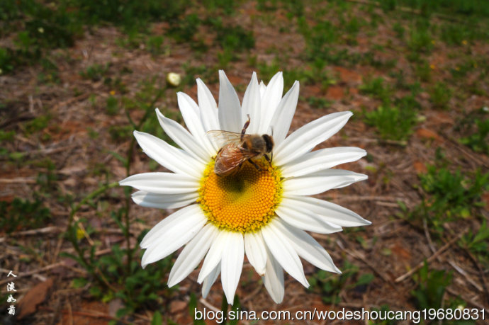 点击大图看下一张：徐州行植物白晶菊
