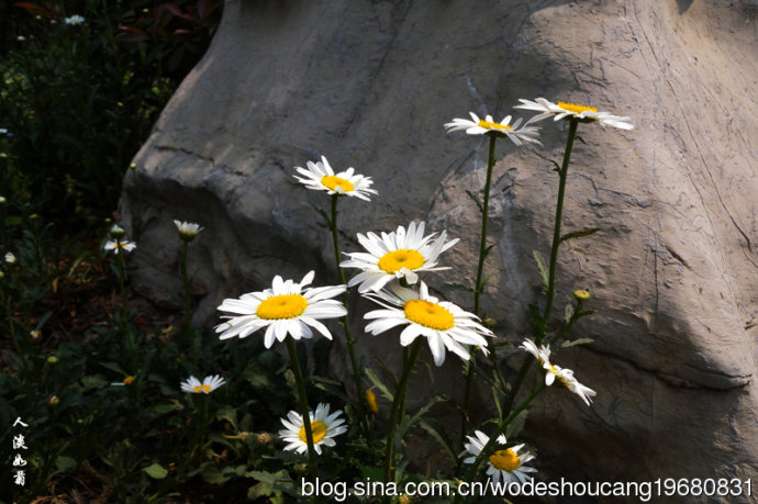 点击大图看下一张：徐州行植物白晶菊
