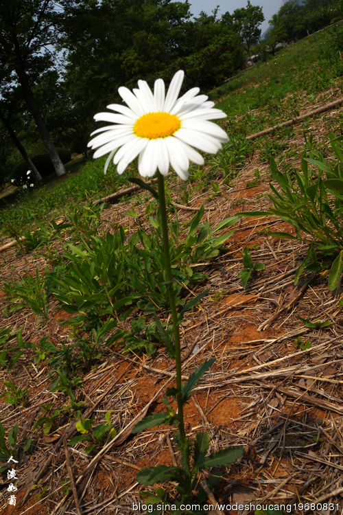点击大图看下一张：徐州行植物白晶菊