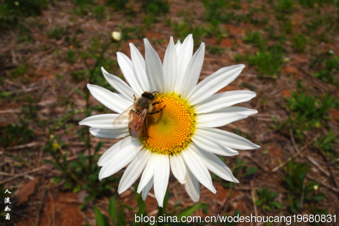 点击大图看下一张：徐州行植物白晶菊