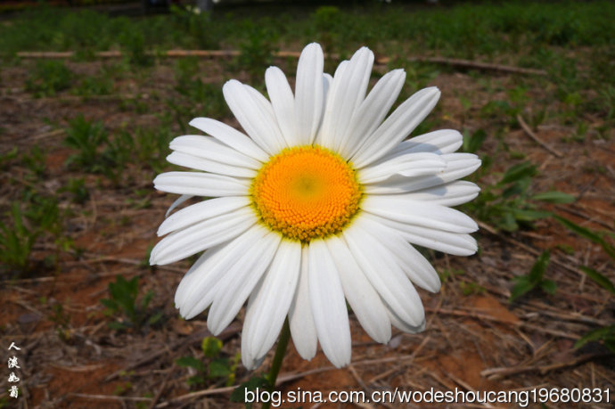 点击大图看下一张:徐州行植物白晶菊