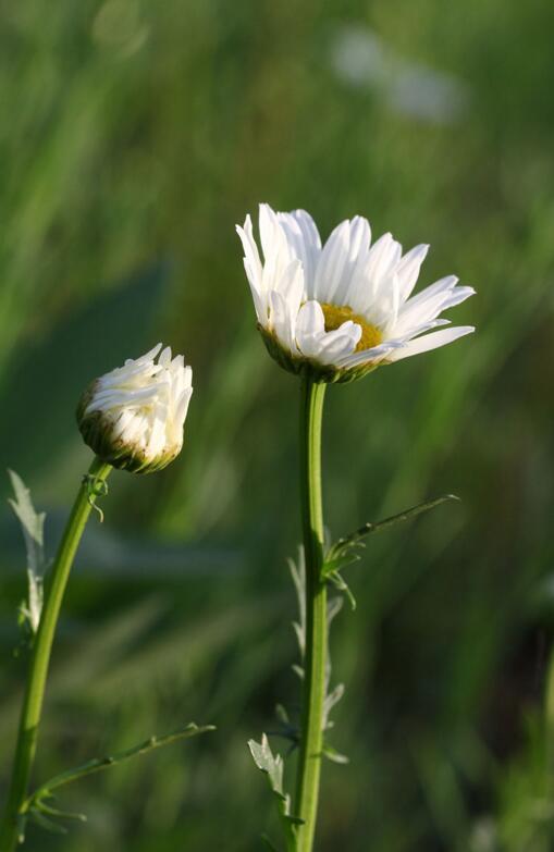 点击大图看下一张：阳光下的白晶菊