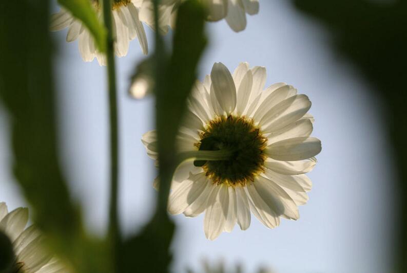 点击大图看下一张：阳光下的白晶菊