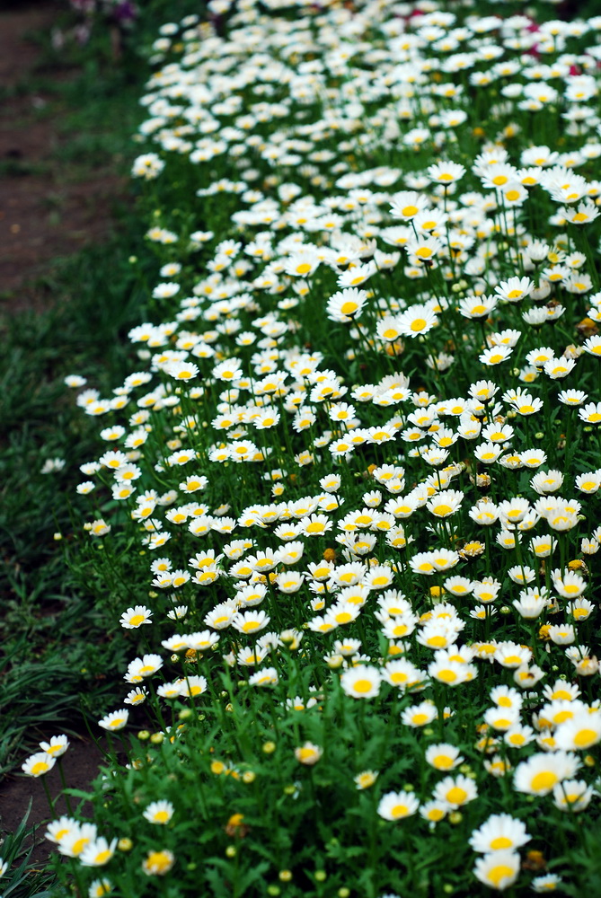 点击大图看下一张：一丛丛的白晶菊