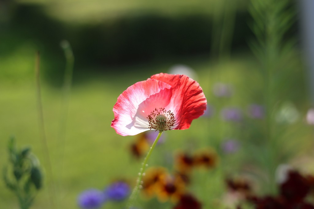 点击大图看下一张：路边栽种的虞美人