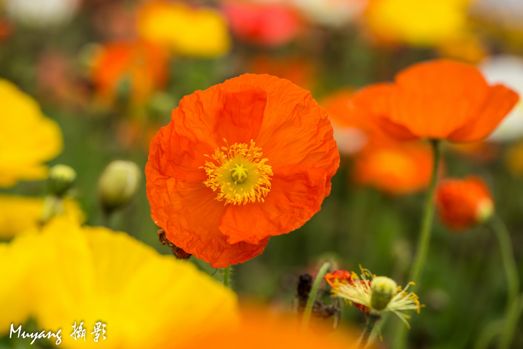 点击大图看下一张：魅影虞美人