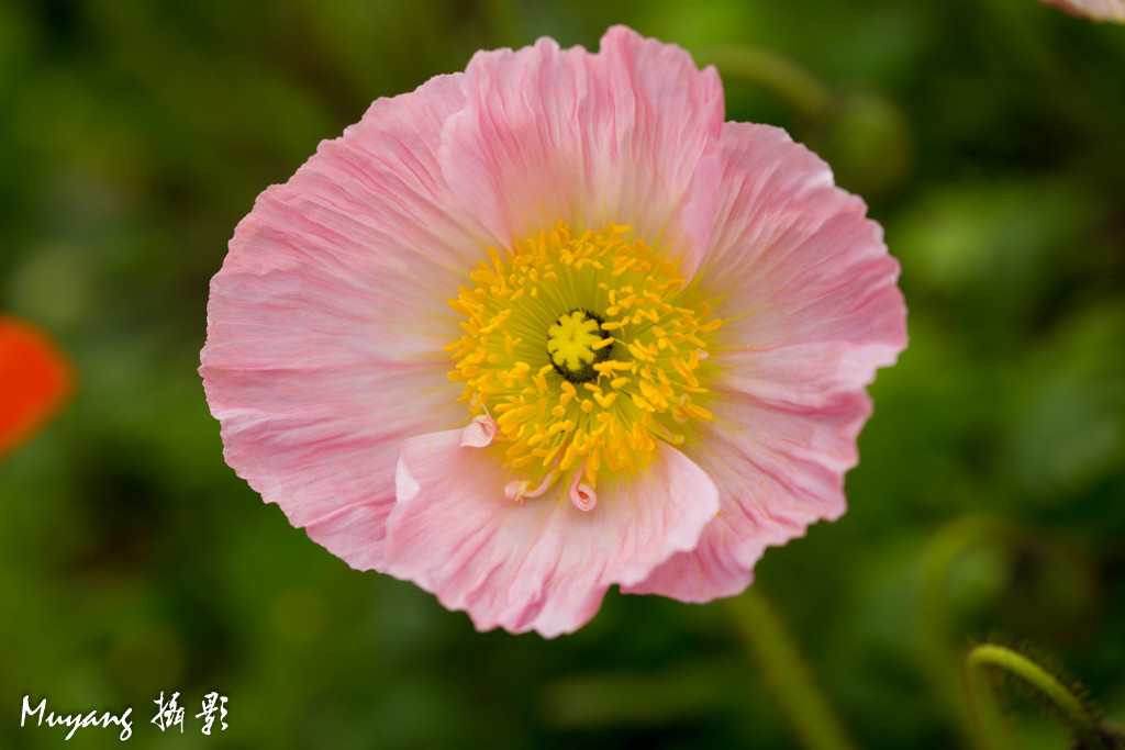 点击大图看下一张：艳丽虞美人