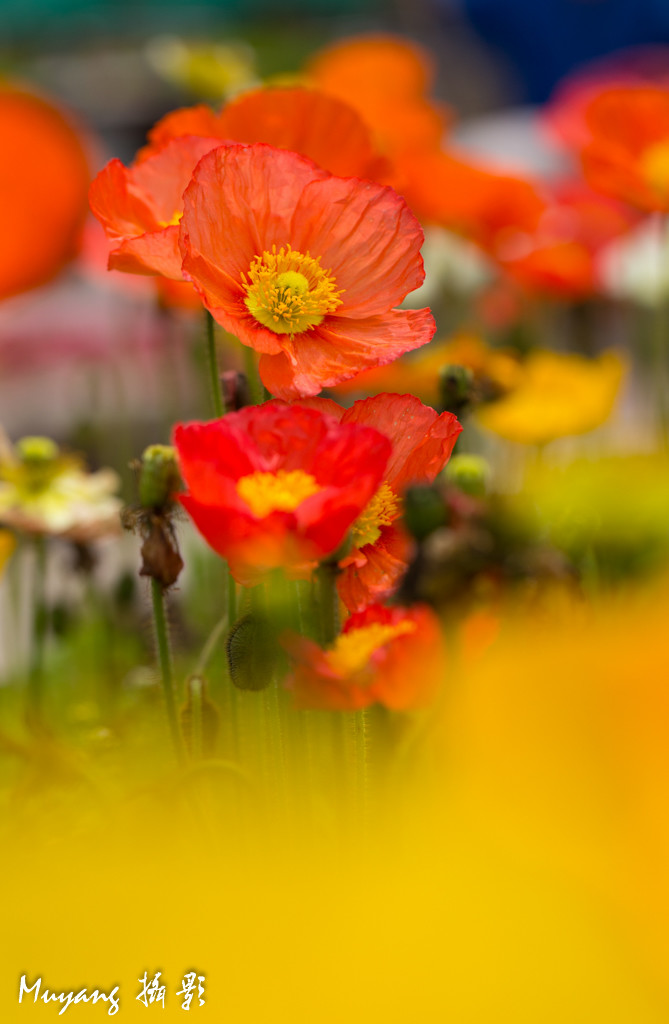 点击大图看下一张：艳丽虞美人