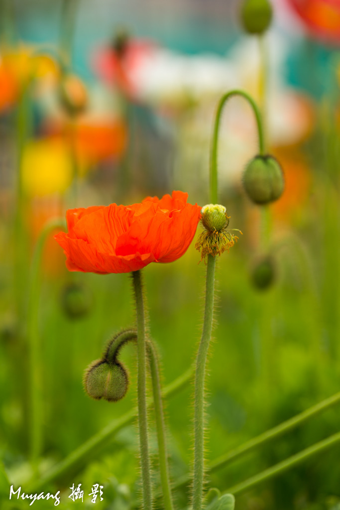 点击大图看下一张：艳丽虞美人