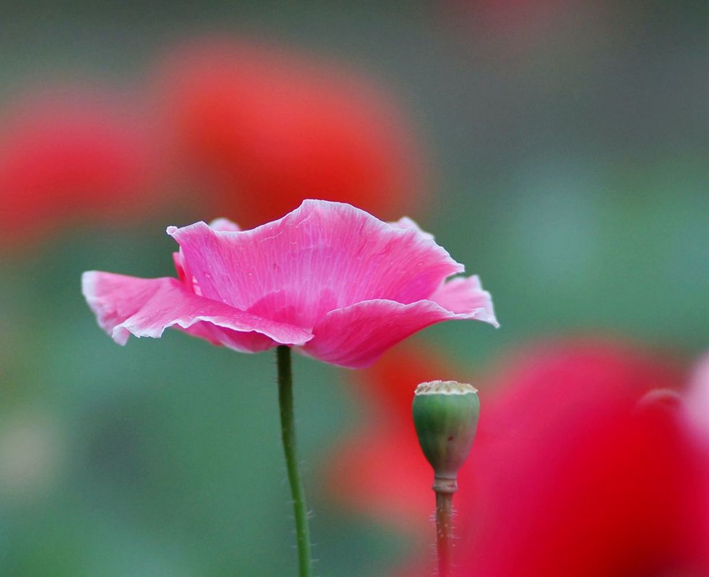 点击大图看下一张：妖艳的虞美人