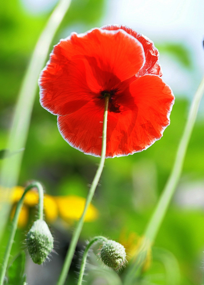 点击大图看下一张：虞美人图片