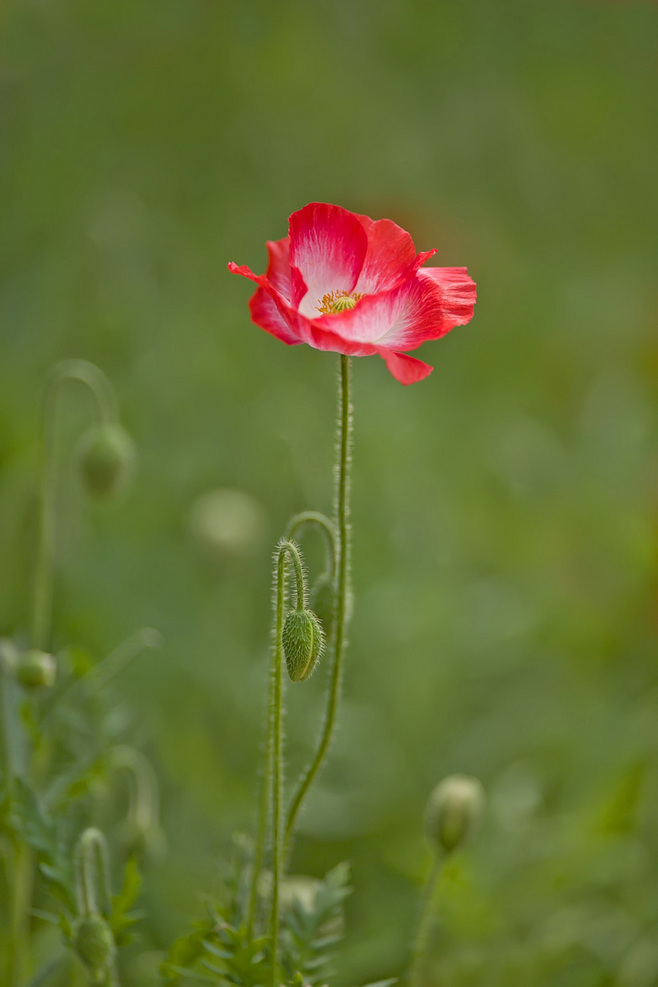 点击大图看下一张：虞美人图片