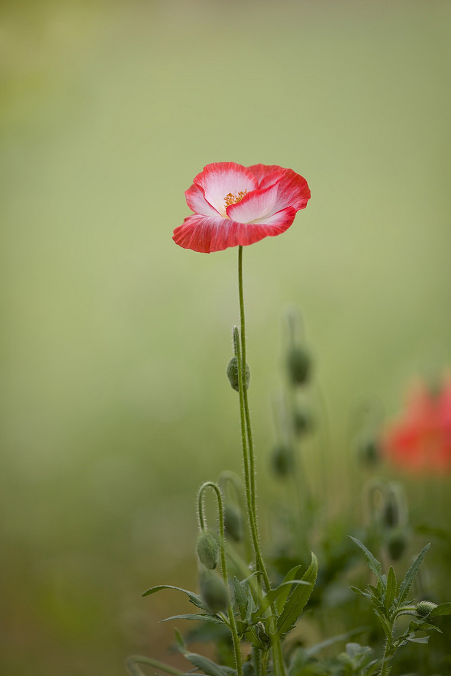 点击大图看下一张：虞美人图片