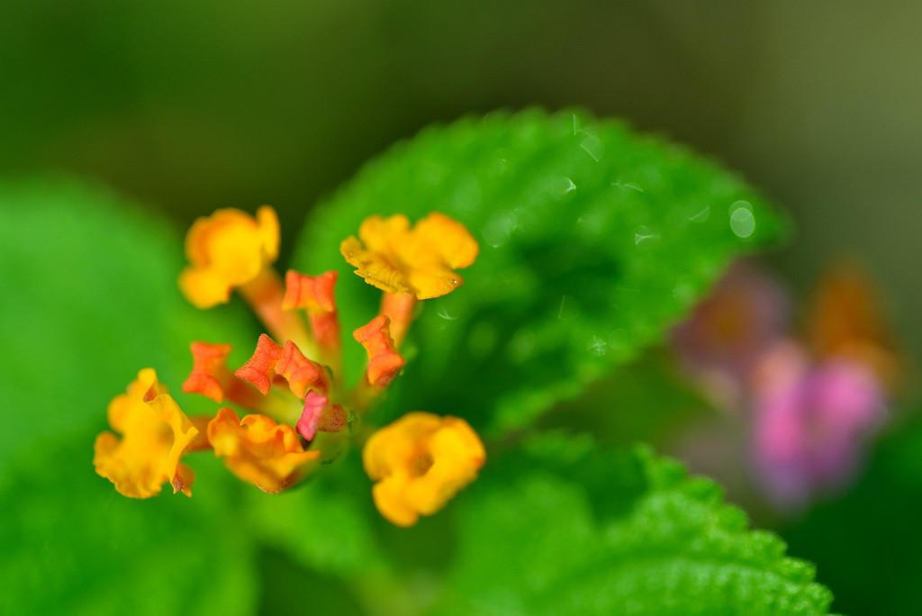 点击大图看下一张：几片五色梅