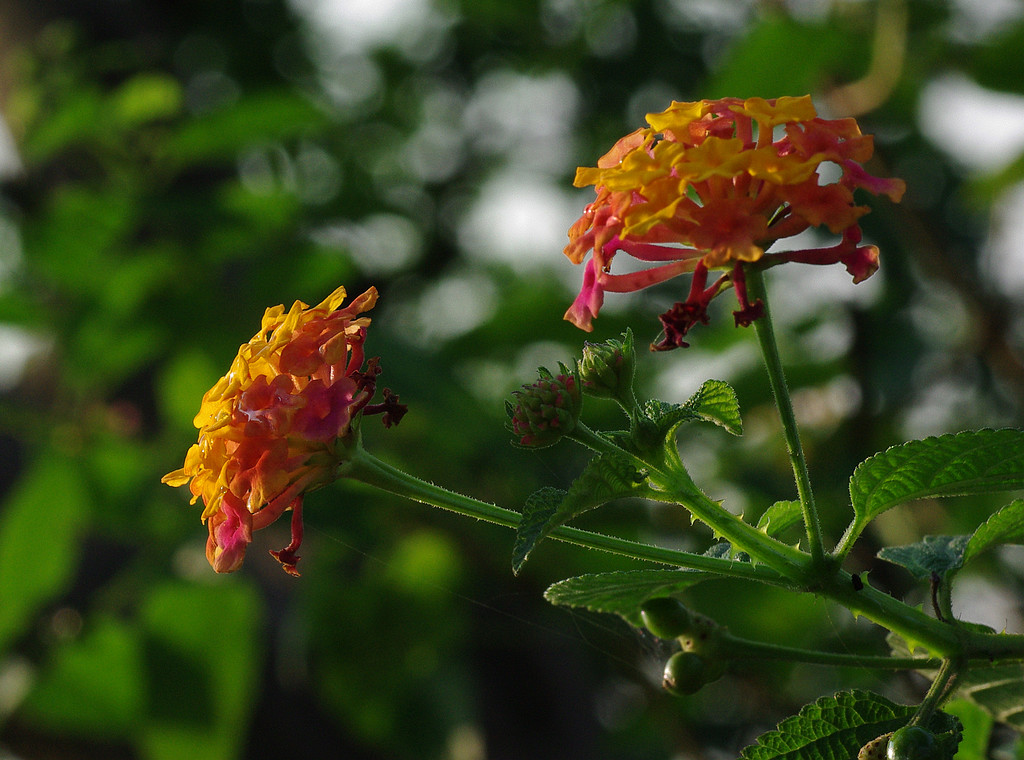 点击大图看下一张：逆光中的五色梅