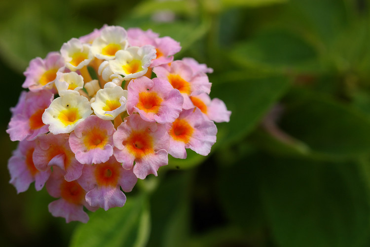 点击大图看下一张:续拍五色梅图片