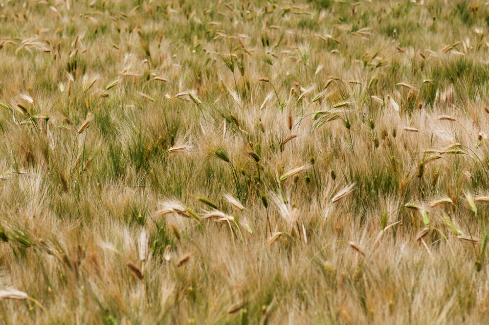 点击大图看下一张：5月西昌的麦穗
