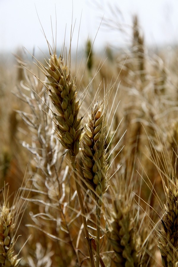 点击大图看下一张：狄寨塬上的麦穗