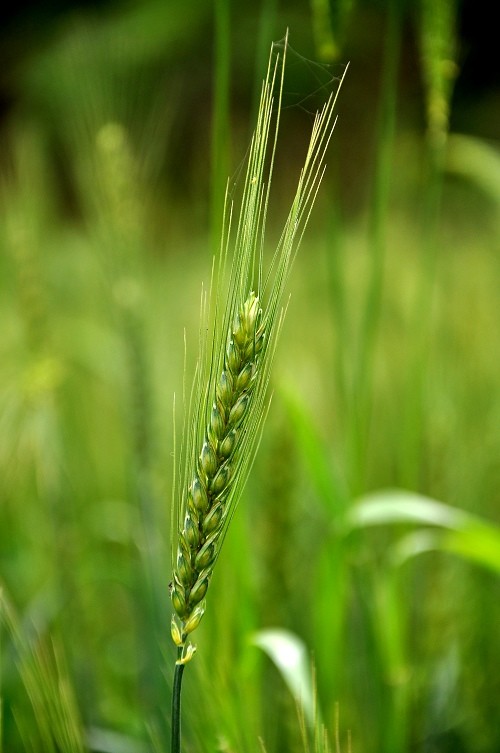 点击大图看下一张：丰收在望的麦穗