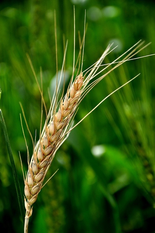 点击大图看下一张：丰收在望的麦穗