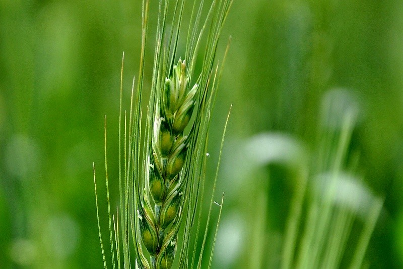 点击大图看下一张：丰收在望的麦穗