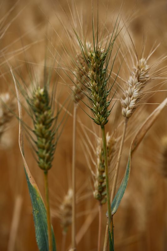 点击大图看下一张：麦穗儿黄了