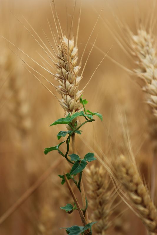 点击大图看下一张：麦穗儿黄了