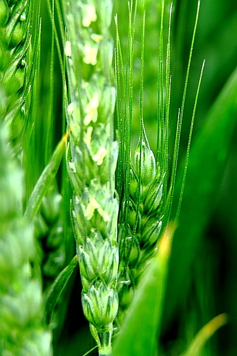 点击大图看下一张：麦穗儿青青