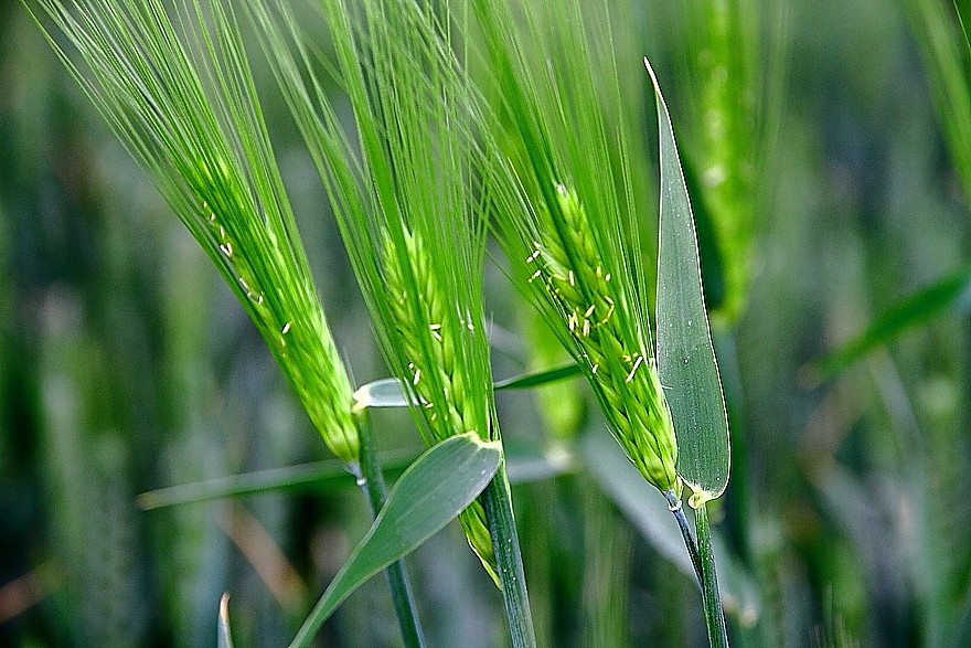 点击大图看下一张：麦穗儿青青