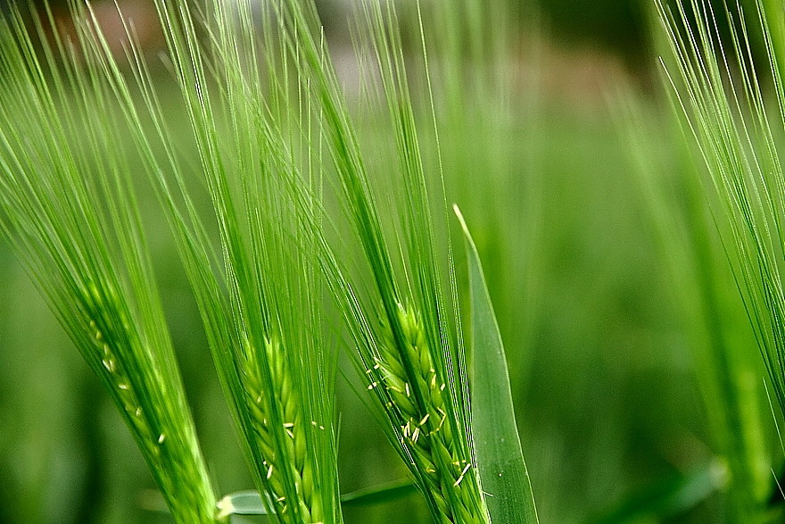 点击大图看下一张：麦穗儿青青