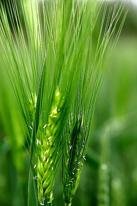点击大图看下一张：麦穗儿青青