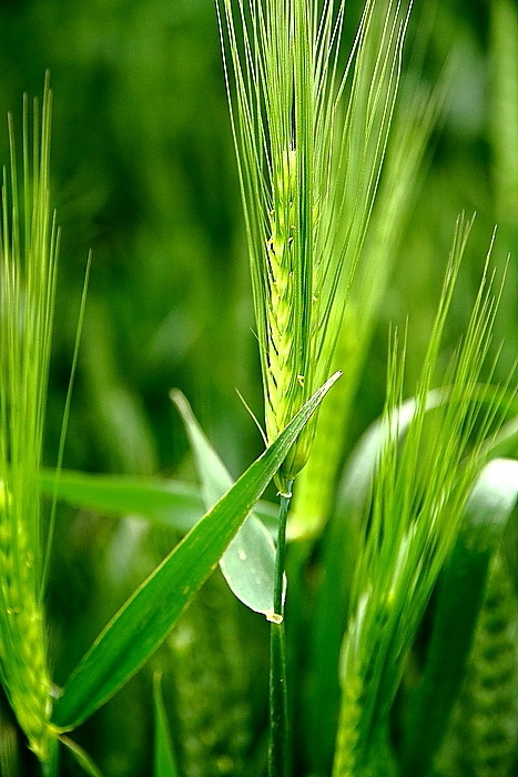 点击大图看下一张：麦穗儿青青