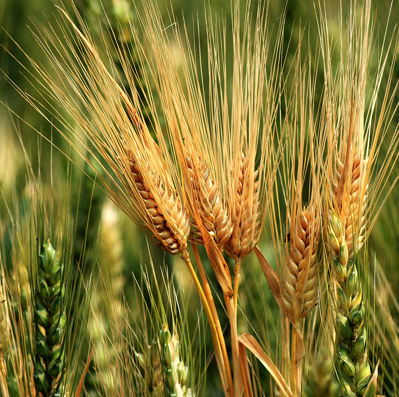 点击大图看下一张：麦田里的麦穗