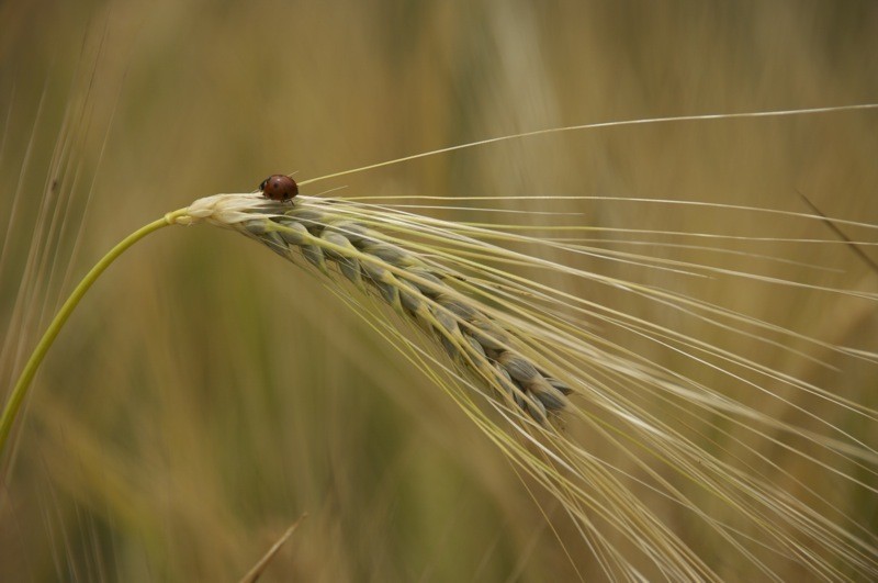 点击大图看下一张：舞动的麦穗