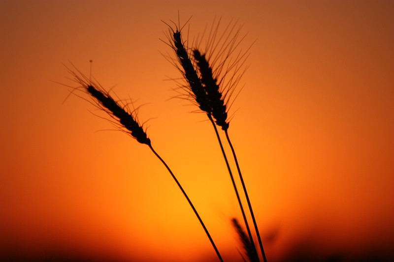 点击大图看下一张：夕阳下的麦穗