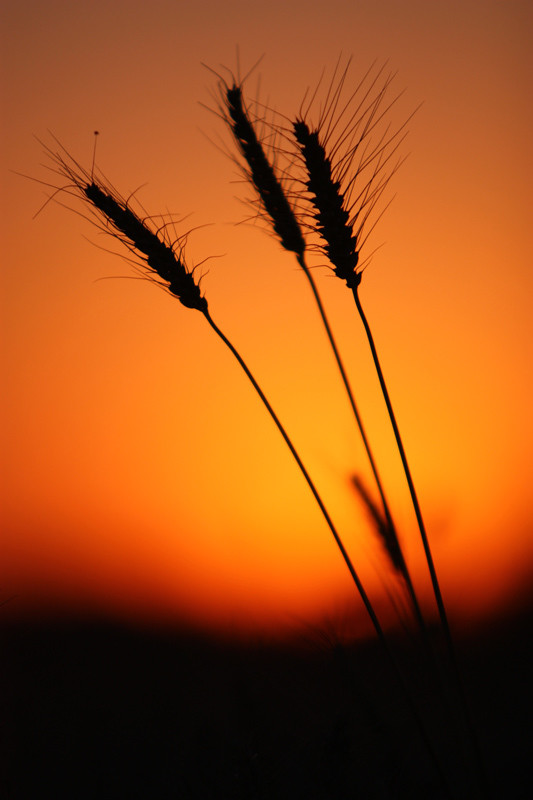 点击大图看下一张：夕阳下的麦穗