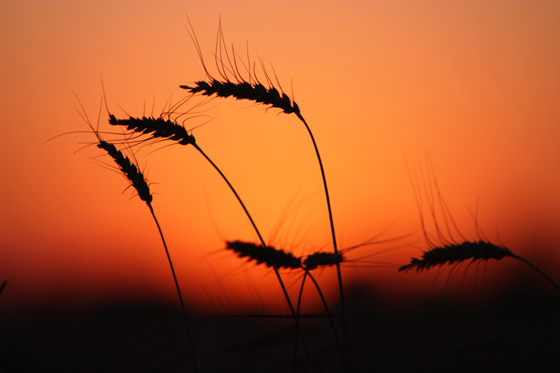 点击大图看下一张：夕阳下的麦穗