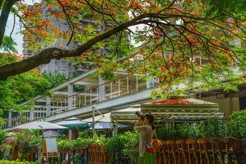 点击大图看下一张：凤凰花开香飘鹅城