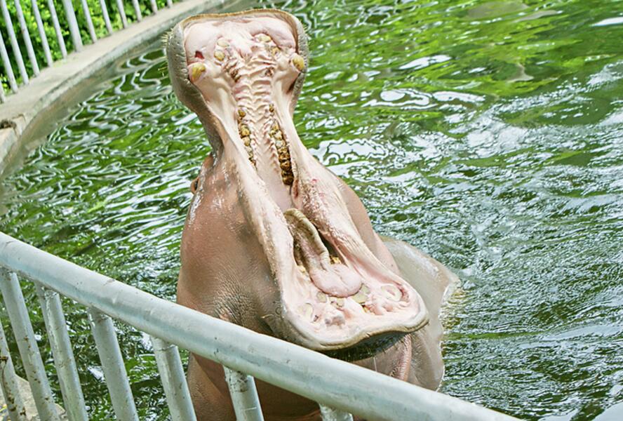 点击大图看下一张：河马张开大嘴