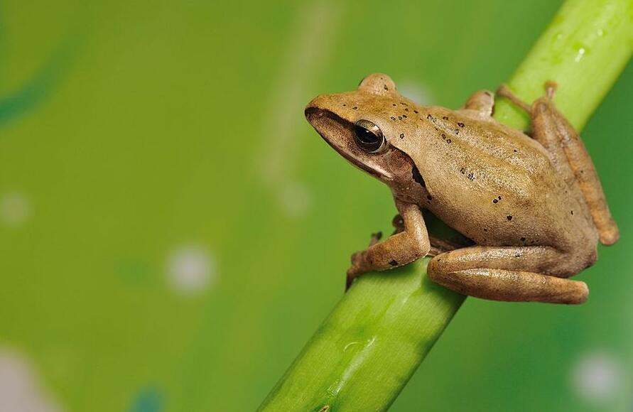 点击大图看下一张：斑腿树蛙图片