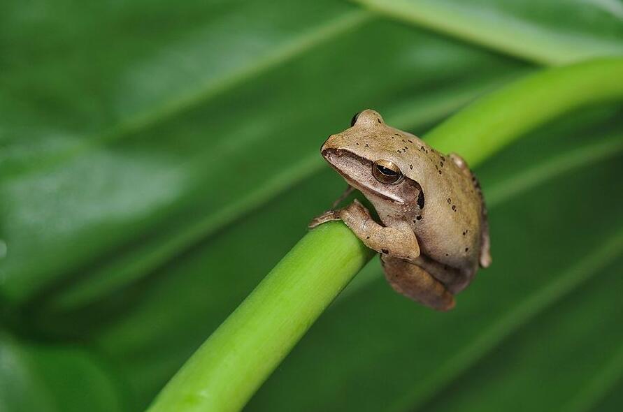 点击大图看下一张：斑腿树蛙图片