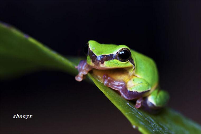 点击大图看下一张：蚕头大小的树蛙