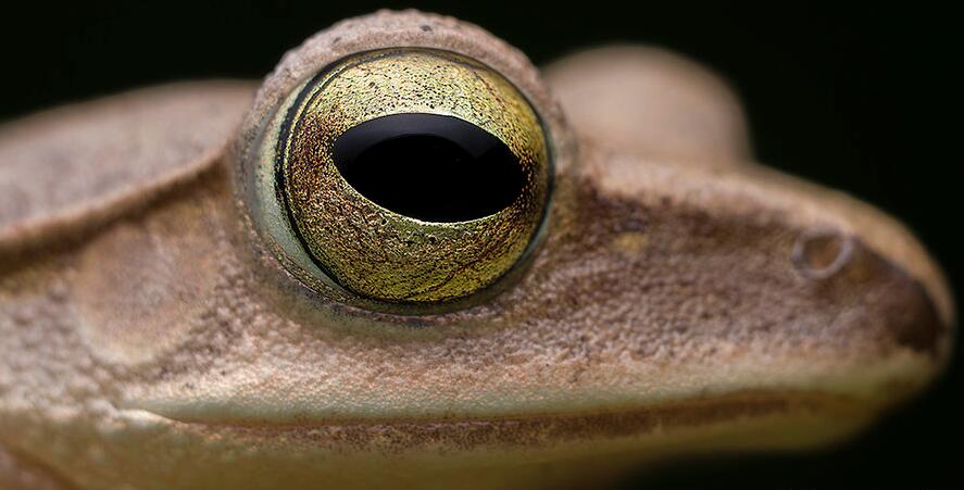 点击大图看下一张：丛林小精灵树蛙