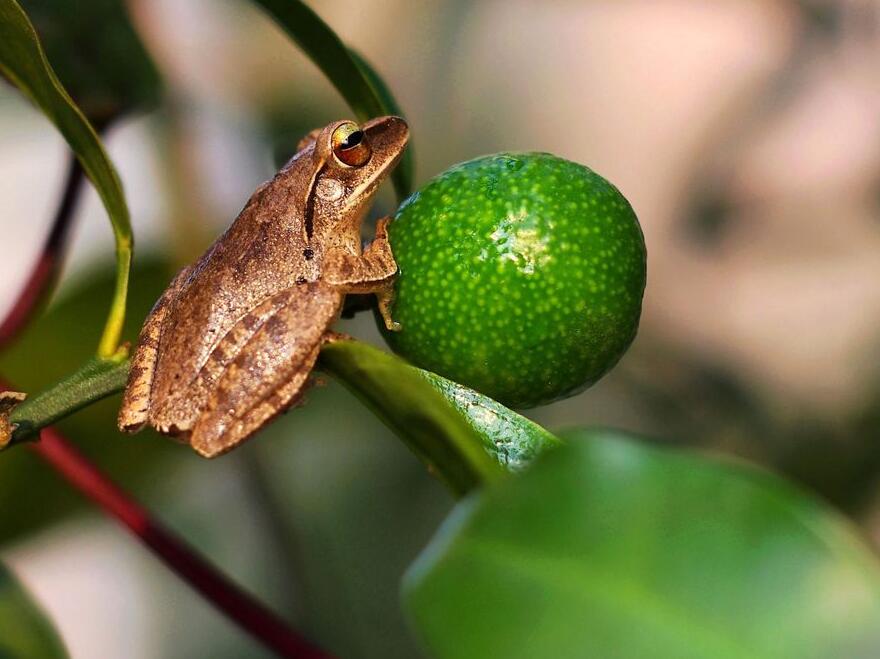 点击大图看下一张：橘子树上的树蛙